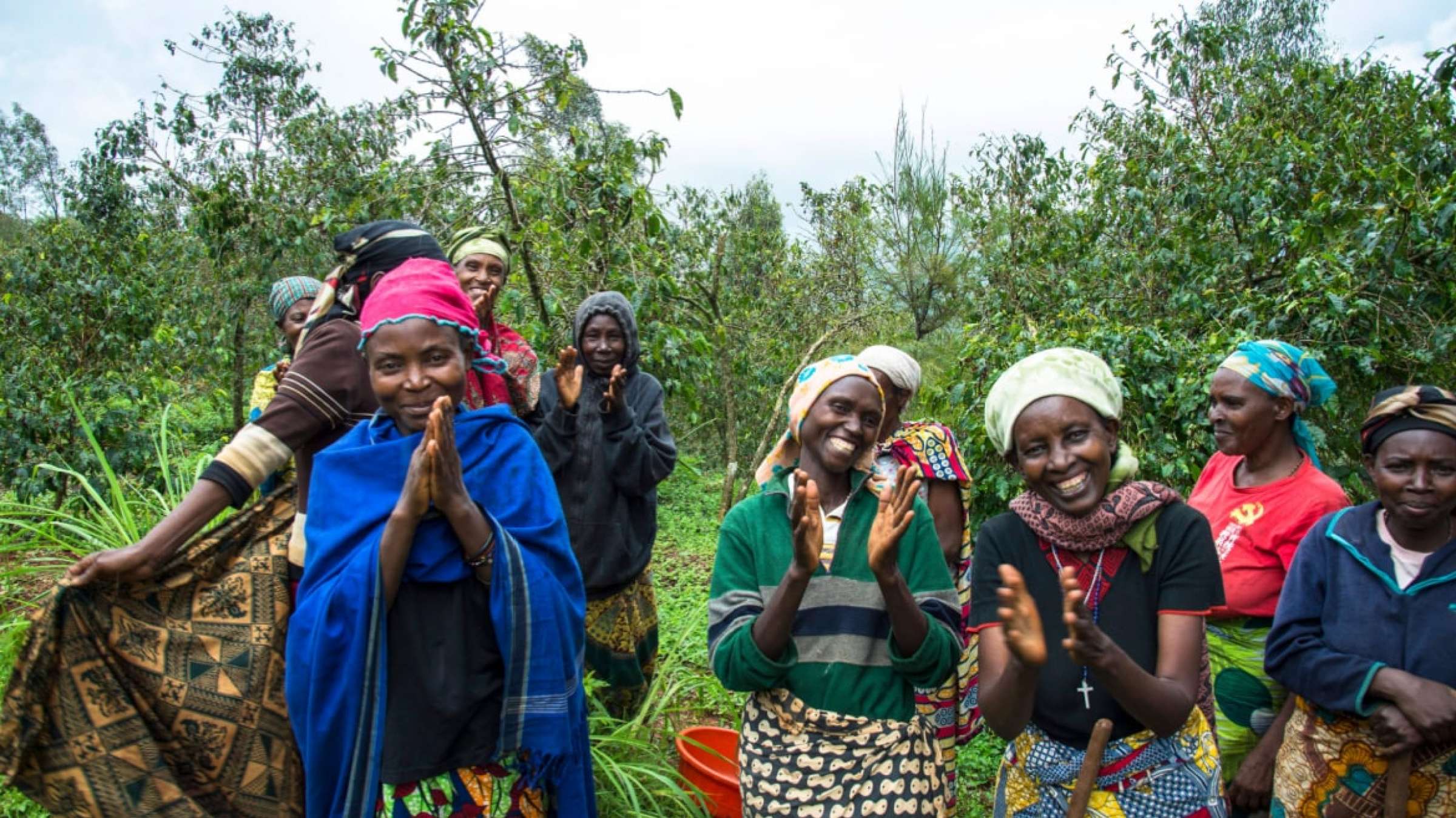 卢旺达妇女种植咖啡来养活自己。